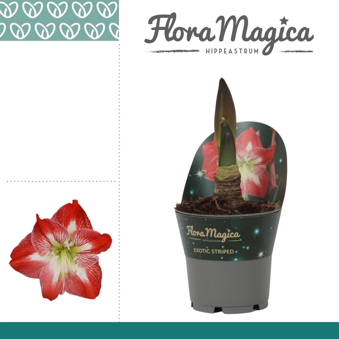 <h4>Amaryllis Exotic Striped 2 knop in Potkraag</h4>