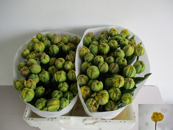 <h4>TU DU SUN LOVER</h4>