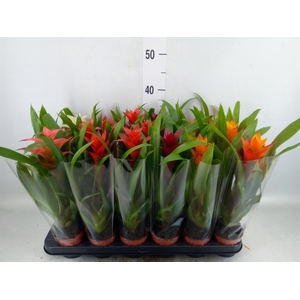 Guzmania ...mix