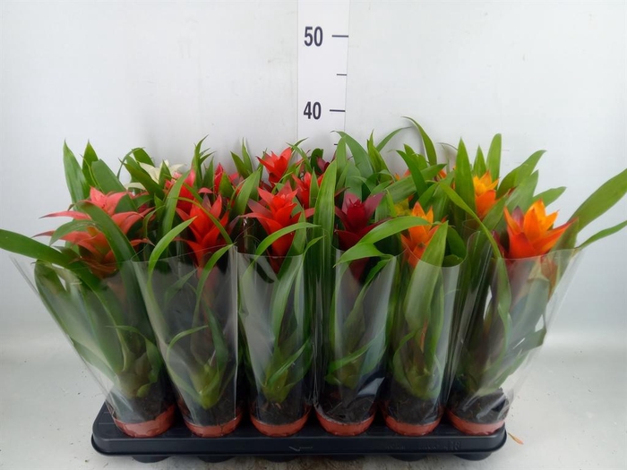 <h4>Guzmania ...mix</h4>