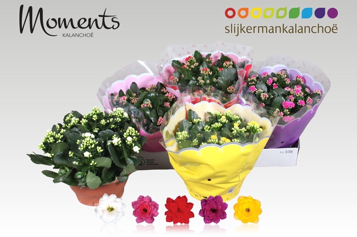 <h4>KAL GE GEM 5 KL</h4>