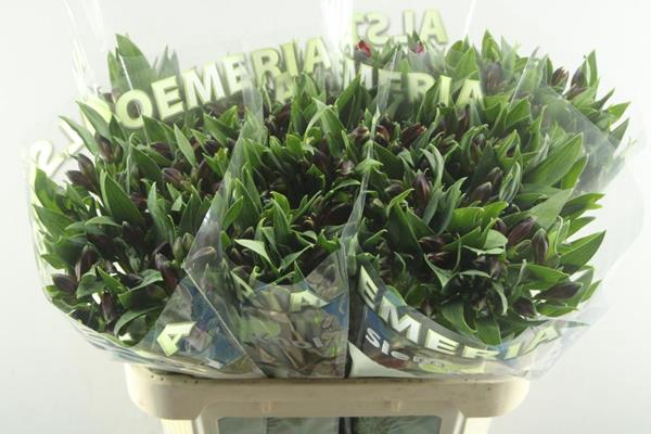 <h4>Alstr Rockstar (rood)</h4>