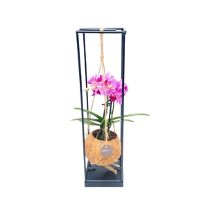 ARR ORCHIDEE