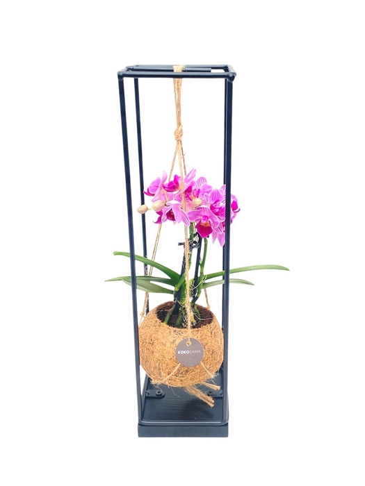 <h4>ARR ORCHIDEE</h4>