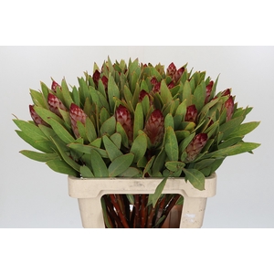 Protea Robijn