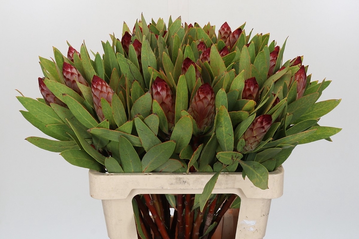Protea Robijn