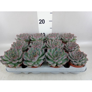 Echeveria  'Hercules'