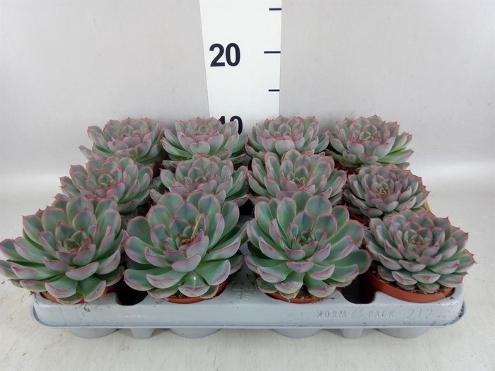 <h4>Echeveria  'Hercules'</h4>