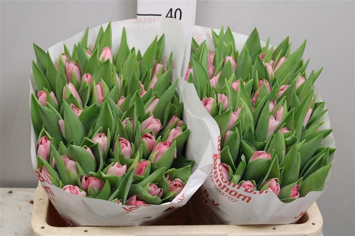 <h4>Tu En Dynasty</h4>