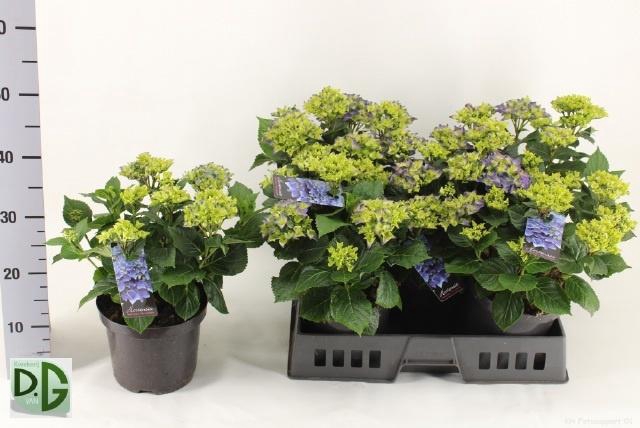 <h4>HYDR M EARLY</h4>