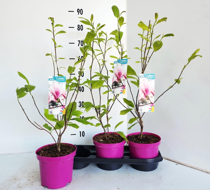 <h4>MAGN SOULANGEANA</h4>