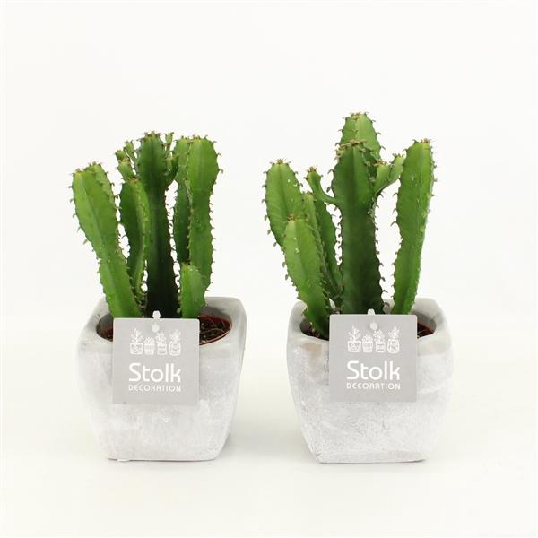 <h4>Euphorbia Triangularis 10,5 in vierkante stone pot</h4>