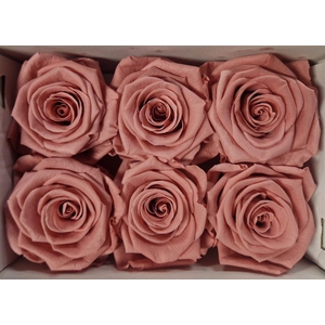 Ro Pres Classic Pink Dusty