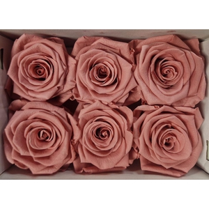 Ro Pres Classic Pink Dusty