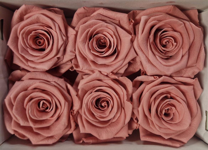 <h4>Ro Pres Classic Pink Dusty</h4>