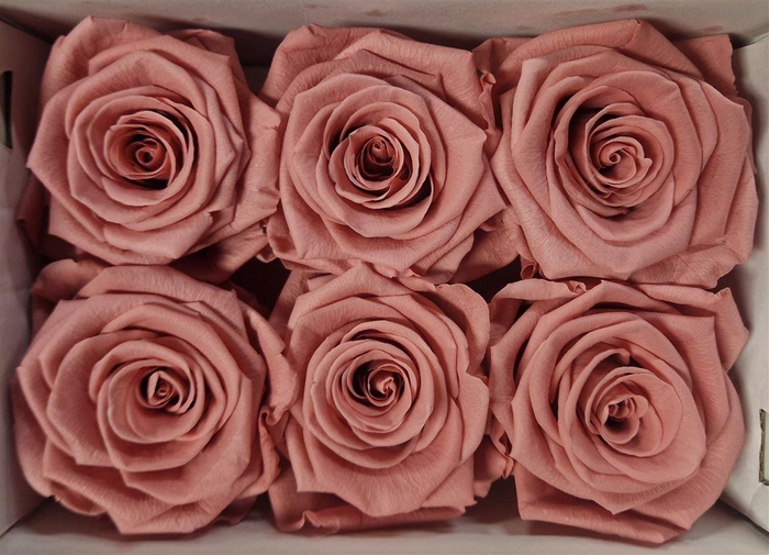 <h4>Ro Pres Classic Pink Dusty</h4>