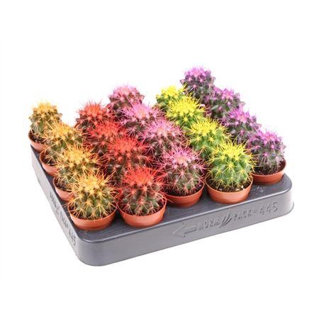 <h4>Echinocactus Rainbow Mix</h4>