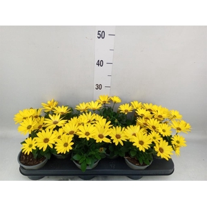 Osteospermum  'Senorita Solana'