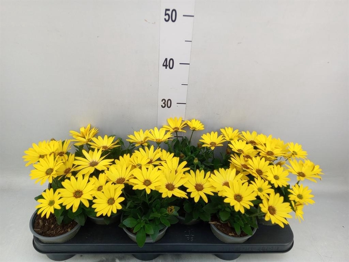 <h4>Osteospermum  'Senorita Solana'</h4>