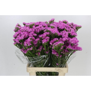 Limonium sinuatum Pink Rosa