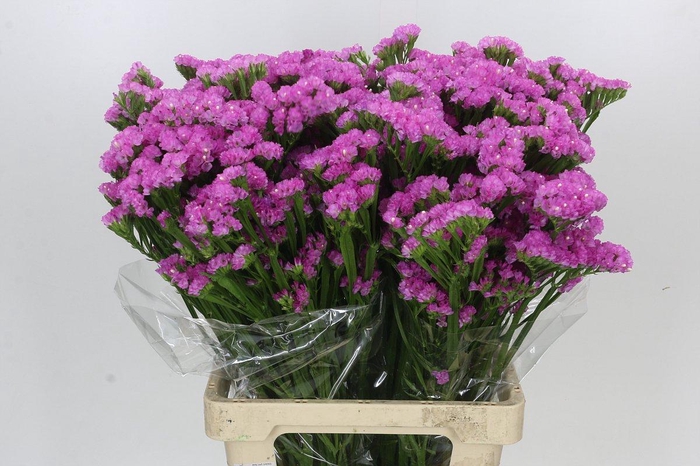 <h4>Limonium sinuatum Pink Rosa</h4>