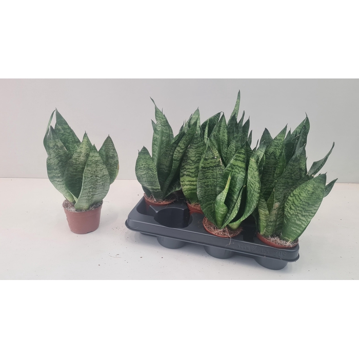<h4>SANSEV ZEY</h4>