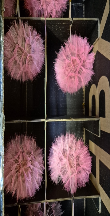 <h4>Y PRES PUSTE FLOWER PINK</h4>