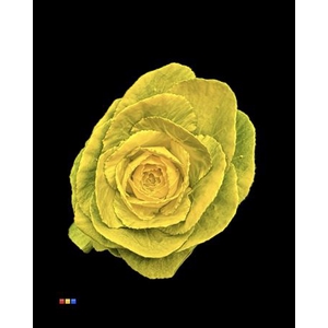 Brassica Yellow