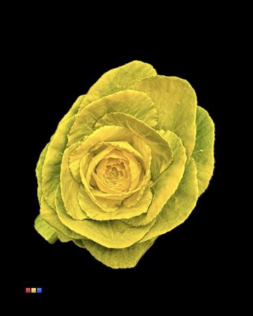 <h4>Brassica Yellow</h4>