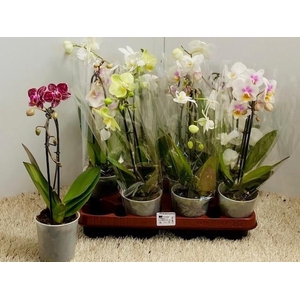 PHAL OV