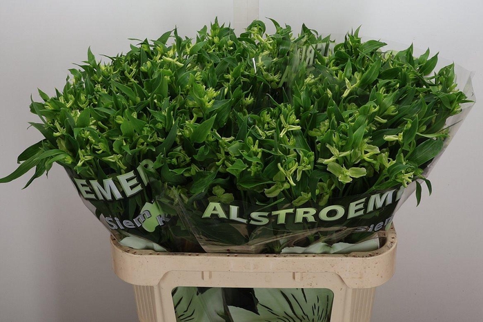 <h4>Alst Fl Jade</h4>