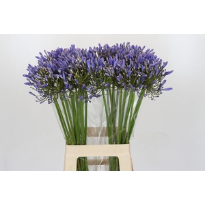 Agapanthus Blue Heaven
