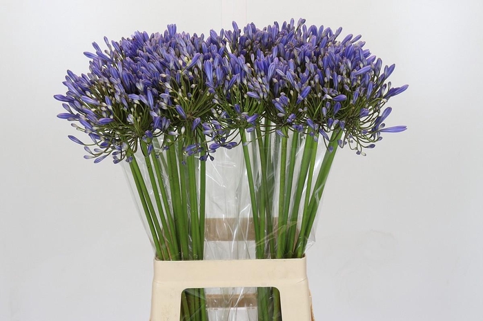 <h4>Agapanthus Blue Heaven</h4>