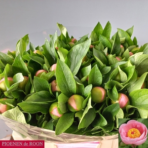 PAEO S SALMON SAUCER