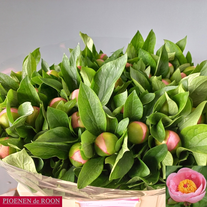 <h4>PAEO S SALMON SAUCER</h4>