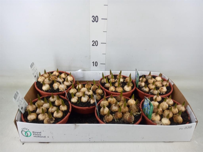 <h4>Muscari 'Esther'</h4>