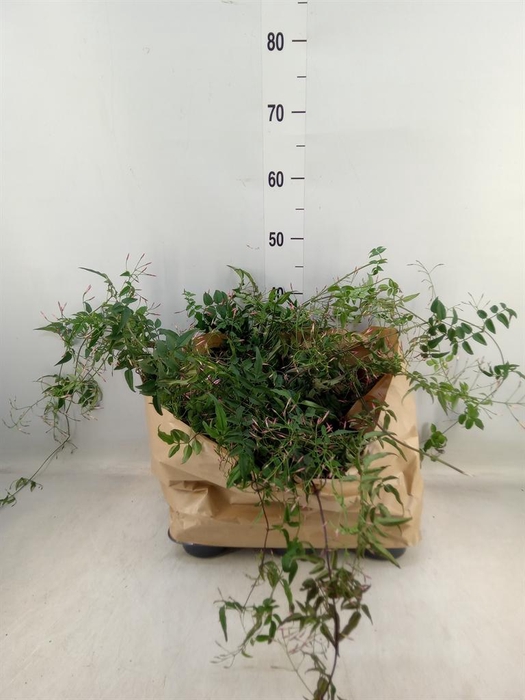 <h4>Jasminum   ...</h4>