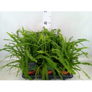 Nephrolepis cord. 'Duffii'