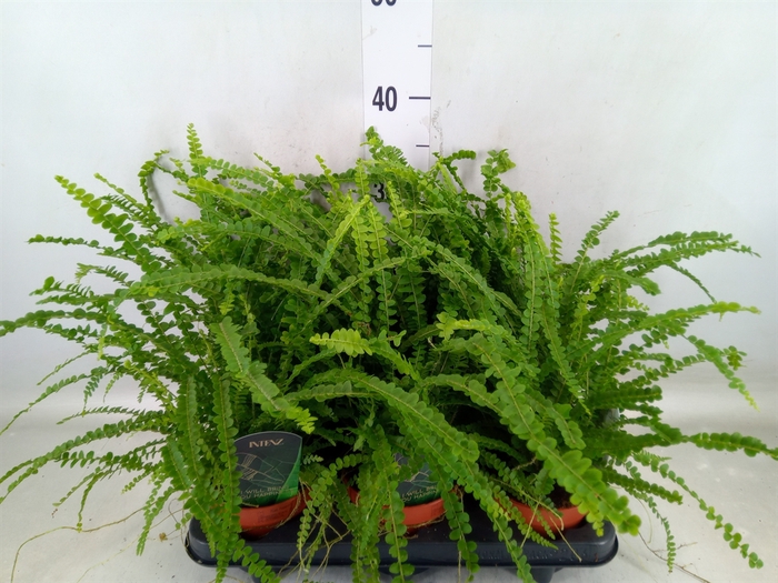 <h4>Nephrolepis cord. 'Duffii'</h4>