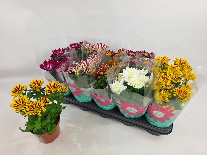 <h4>CHRYS GEM 7 KL</h4>