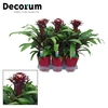 Guzmania Francesca Luxe Keramiek (Decorum)