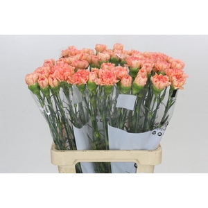 Dianthus St Goopy Geer