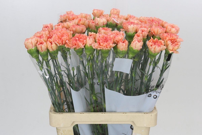 <h4>Dianthus St Goopy Geer</h4>