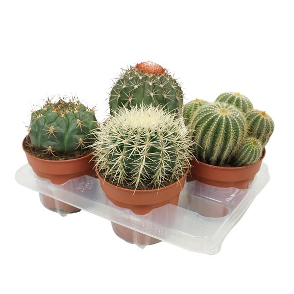 <h4>Cactus gemengd</h4>