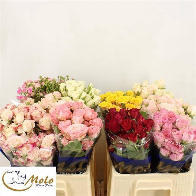 <h4>R TR GEM IN FUST</h4>