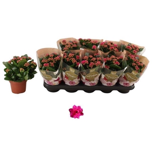 !! PROMO !! KALAN CALAN DON VICTORIO P12