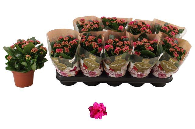 <h4>!! PROMO !! KALAN CALAN DON VICTORIO P12</h4>