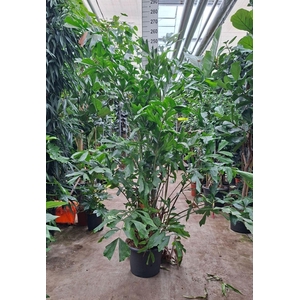 Caryota mitis