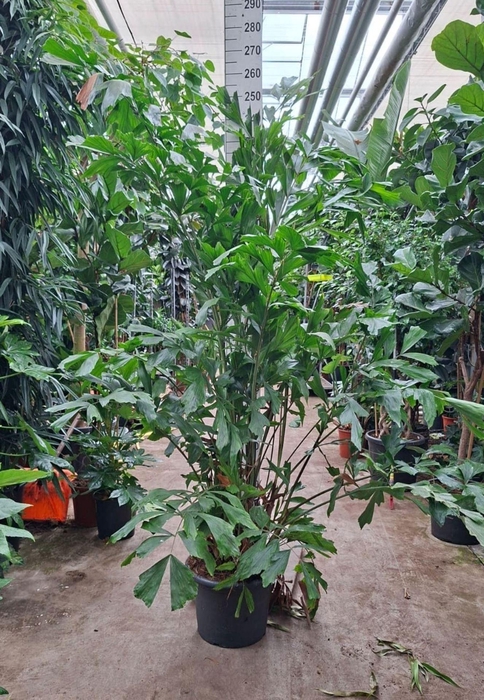 <h4>Caryota mitis</h4>