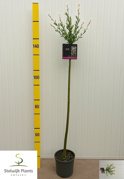 <h4>SALIX IN HAKURO NISH</h4>